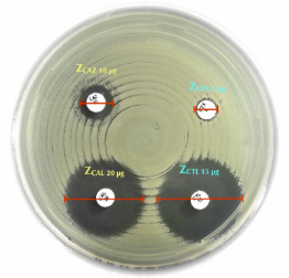 Antibiotic disc