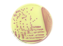 Liofilchem Chromatic CRE