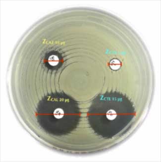 Antibiotic Discs