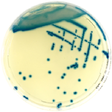 Chromatic OXA-48