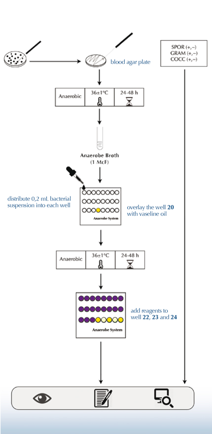 Anaerobe system