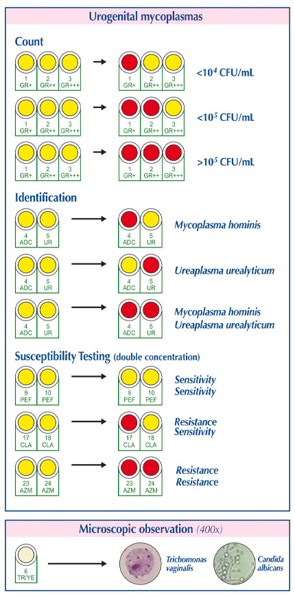 Mycoplasma System Plus