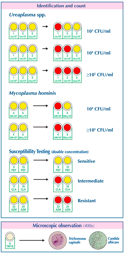 Mycoplasma System Plus